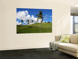 Sugar Cane Fields Baie Du Cap