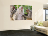 Macaques Monkeys (Rhesus Macaques) Grooming  Dhikala