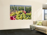 Harvesting Chardonnay Grapes in Huailai Rongchen Vineyard  Hebei Province  China