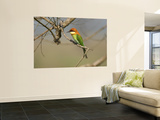 Chestnut-Headed Bee-Eater (Merops Leschenaulti)