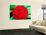 Ixora Flower  Flower Forest Richmond  St Joseph