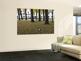 Begijnhof (Beguinage)