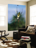 Female (Large) and Male (Small) Giant Orb-Weaving Spiders (Nephila Sp) on Web