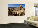 Teddy Bear Cholla Cactus