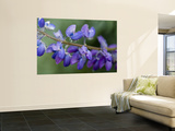 Close-Up of Lupine