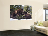 Grizzly Bears Playing in Snow on Grouse Mountain