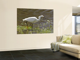 Great White Heron in Elkhorn Slough