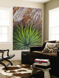 Yucca and Stone