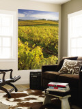 Autumn in the Tamar Valley Vineyards