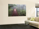 Cost Rica Monteverde Eco Tourism Canopy Walkway in Cloudfores
