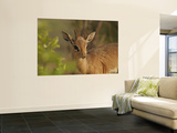 Dik-Dik