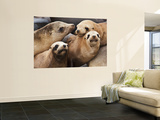 Sea Lions