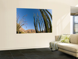 Ocotillo Cactus