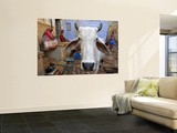 Cow on Street Inside Fort Walls