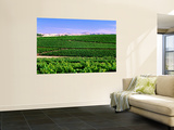 Vineyards at Seppeltsfield with Dry Hills of Barossa Range in Distance