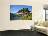 Scots Pines on Shore of Loch Hourn  Knoydart Peninsula