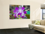 Flowering Orchid