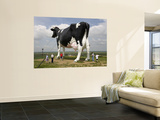 World's Largest Holstein Cow