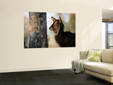 Adult Female Waterbuck (Kobus Ellipsyprimus)