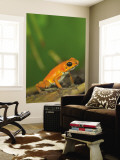 Strawberry Poison Frog (Dendrobates Pumilio)