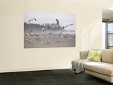 Seagulls on Beach
