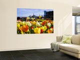 Tulips on Pier 39 with Coit Tower in the Background