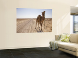 Camel in Desert