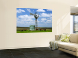 Watering Cattle Beneath Windmill on Darling Downs  Southern Queensland