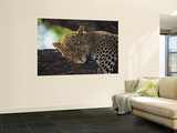 Leopard Sleeping on Branch