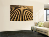 Ploughed Field