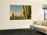 Cirio Trees and Cardon Cacti Near Catavina