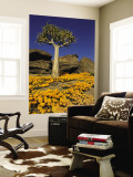 Quiver Tree (Aloe Dichotoma) and Flowering Daisies in Spring  Namaqualand