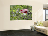 Roseate Spoonbill at Lake Martin Near Breaux Bridge