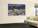 Joshua Trees at Darwin Plateau Covered with Snow after Winter Storm