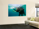 Male Indian Elephant (Elephas Maximus Indicus) Swimming Underwater