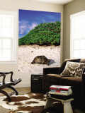 Giant Tortoise on Beach