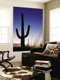 Saguaro Cactus in Tucson Mountain Park