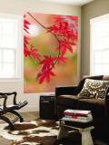 Red Maple Leaves at Okochi-Sanso Villa Teahouse and Gardens