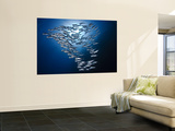 Sardine Shoal