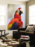 Scarlet Macaw (Ara Macao)