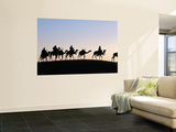 Desert Just Outside Timbuktu  Tuareg Camels at Sunset