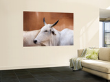 Sacred Cows