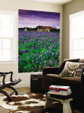 Field of Blubonnets  Marble Hill Area  Texas