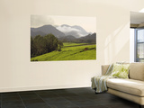 Tea Plantations Fringing Montane Rainforest