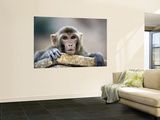 Monkey (Rhesus Macaque) at Monkey Temple  Galta