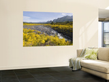 Landscape with Scotch Broom Growing in Abundance