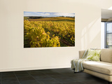 Autumn in the Tamar Valley Vineyards