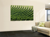 Rows of Grape Vines in Chianti Region