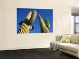 Saguaro Cacti (Carnegiea Gigantea)