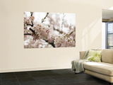 Cherry Blossums (Sakura) on Mount Hakodate